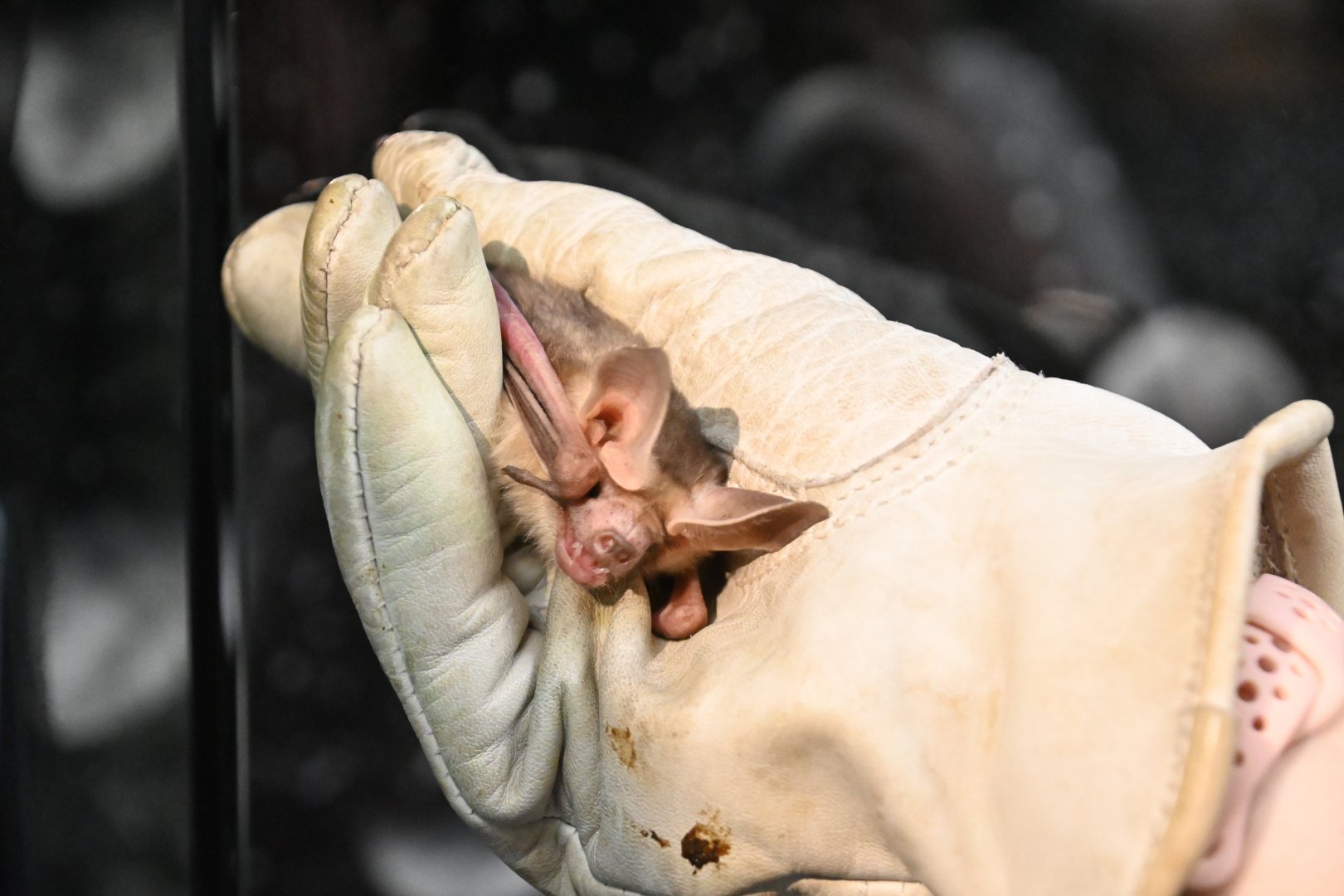 Pallid bat (Antrozous pallidus)