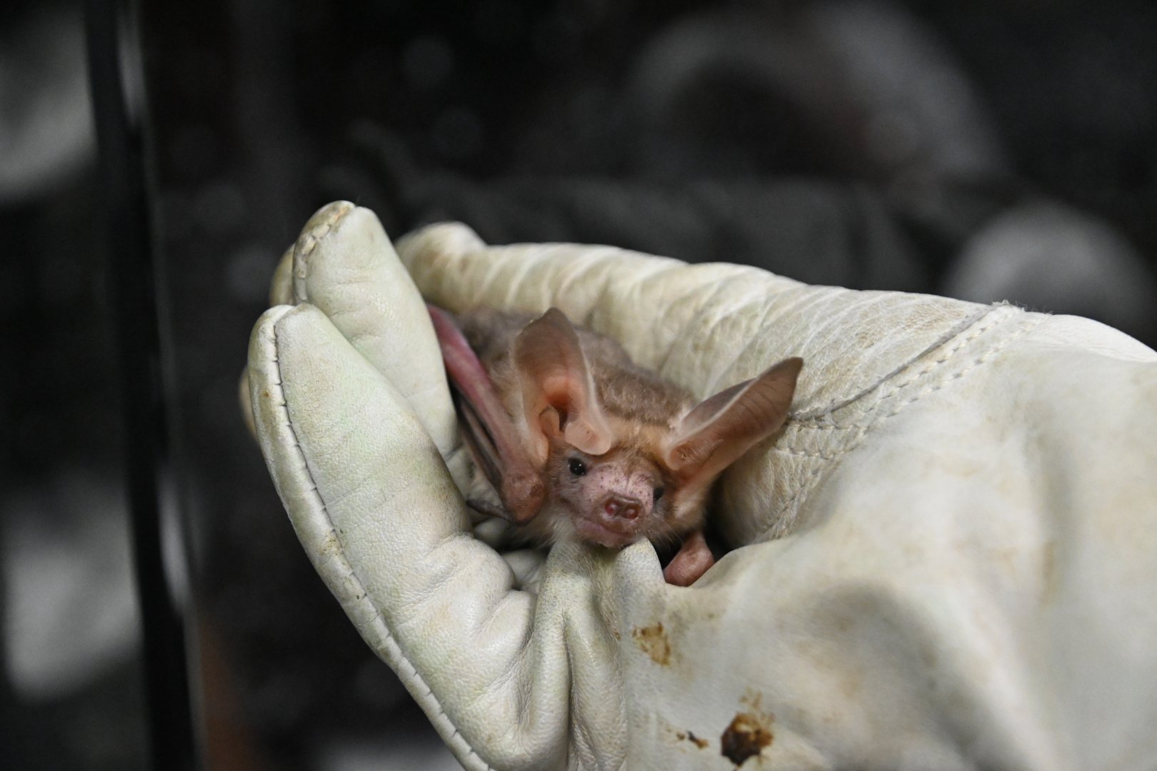 Pallid bat (Antrozous pallidus)