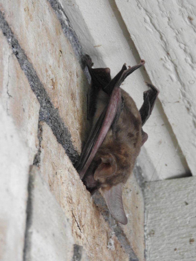 Pallid Bat