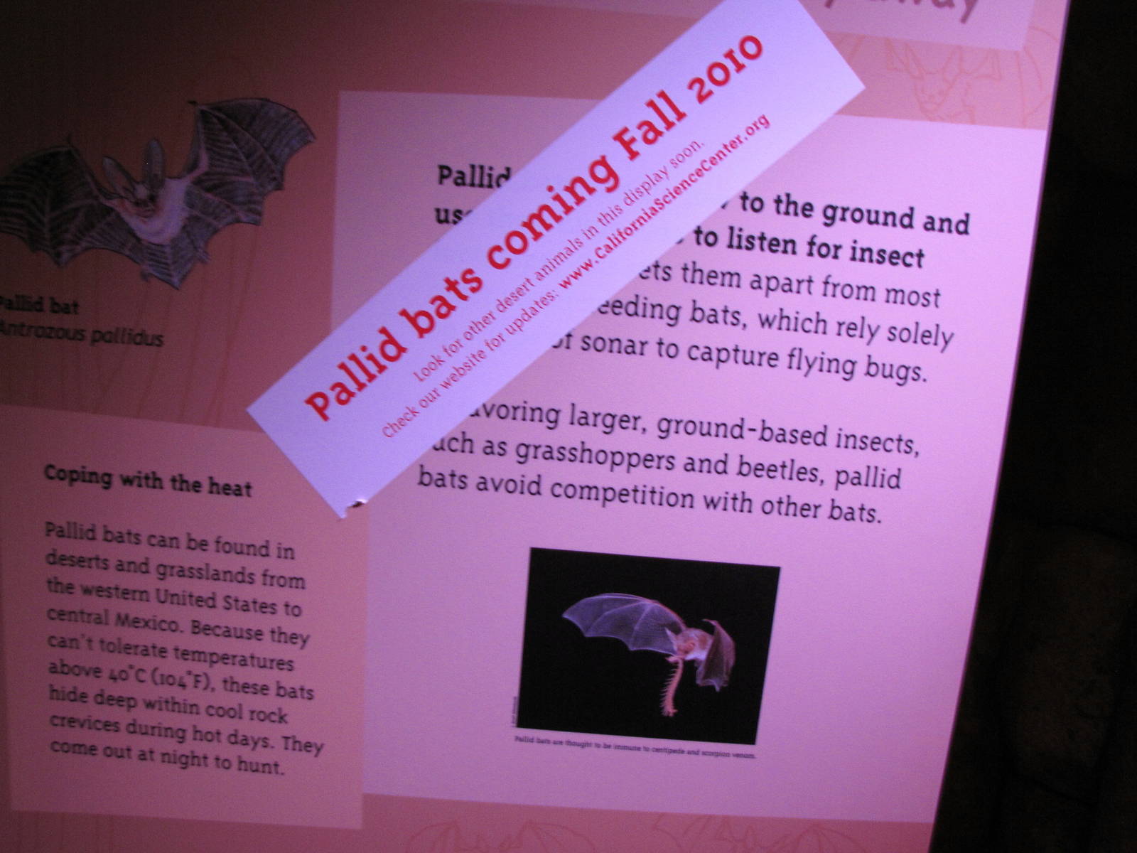 Pallid Bats Coming Fall 2010 - Desert Zone