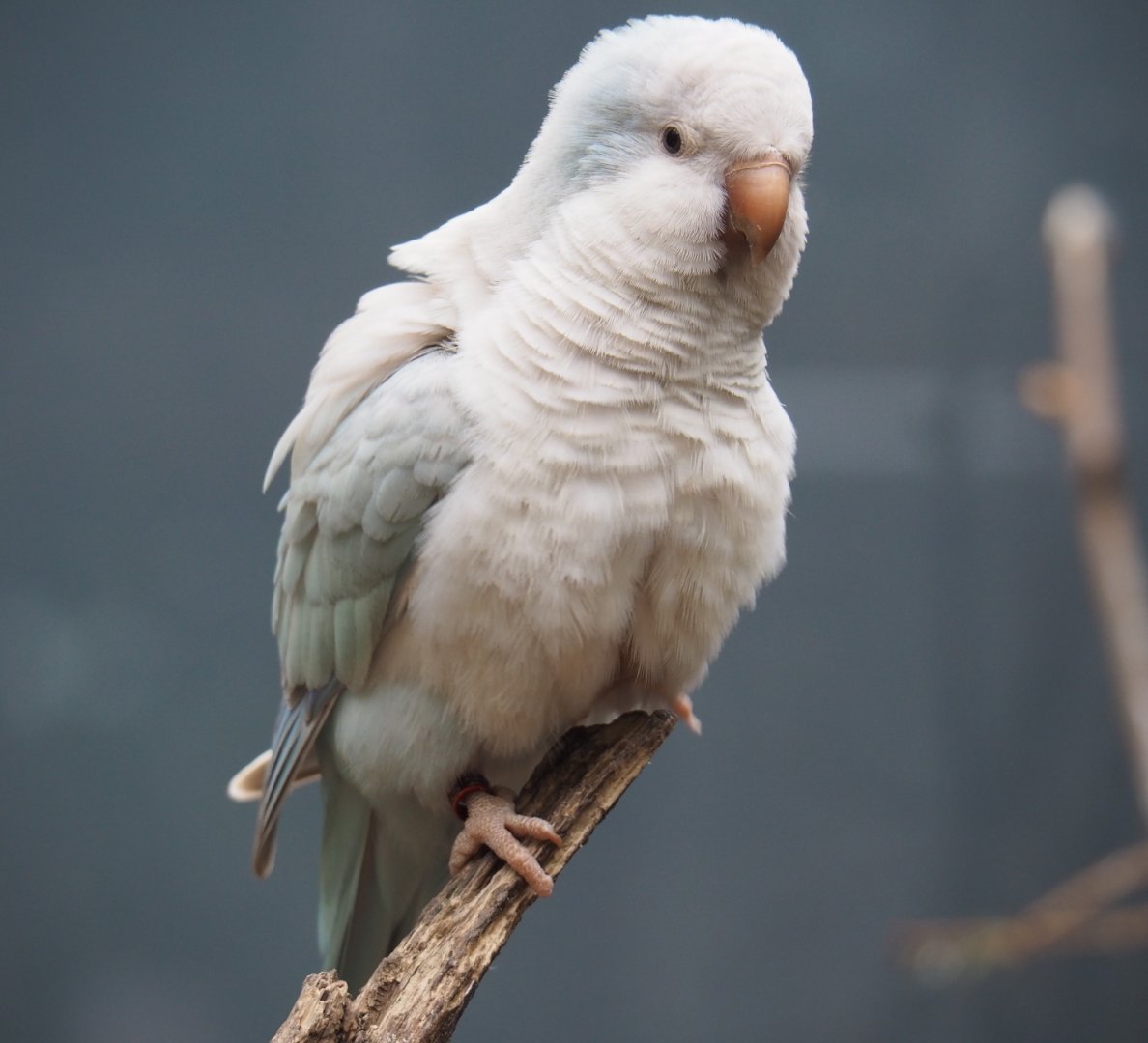 Pallid blue Quaker parrot (Myiopsitta monachus), 2019-05-25
