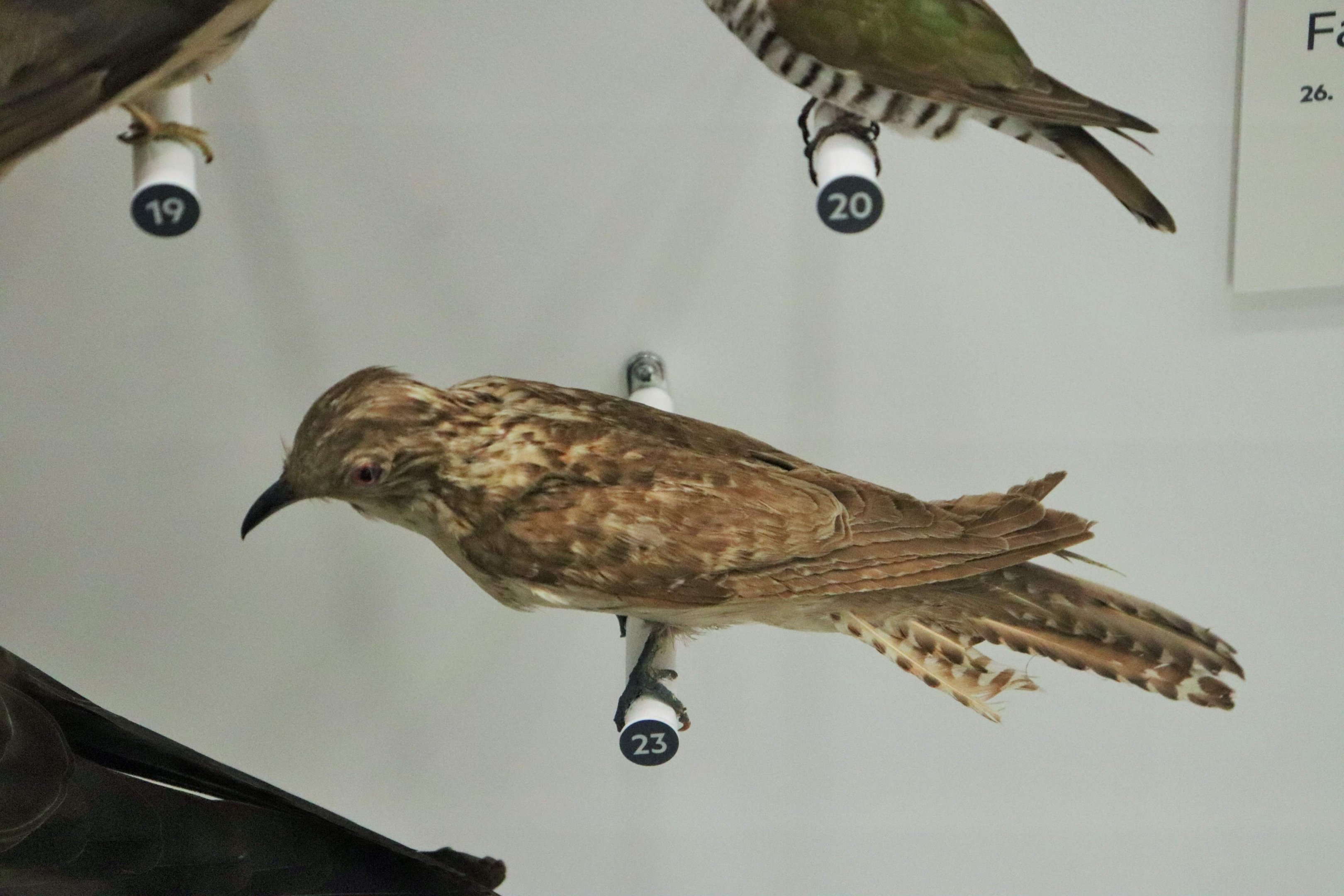Pallid Cuckoo (Cacomantis pallidus)