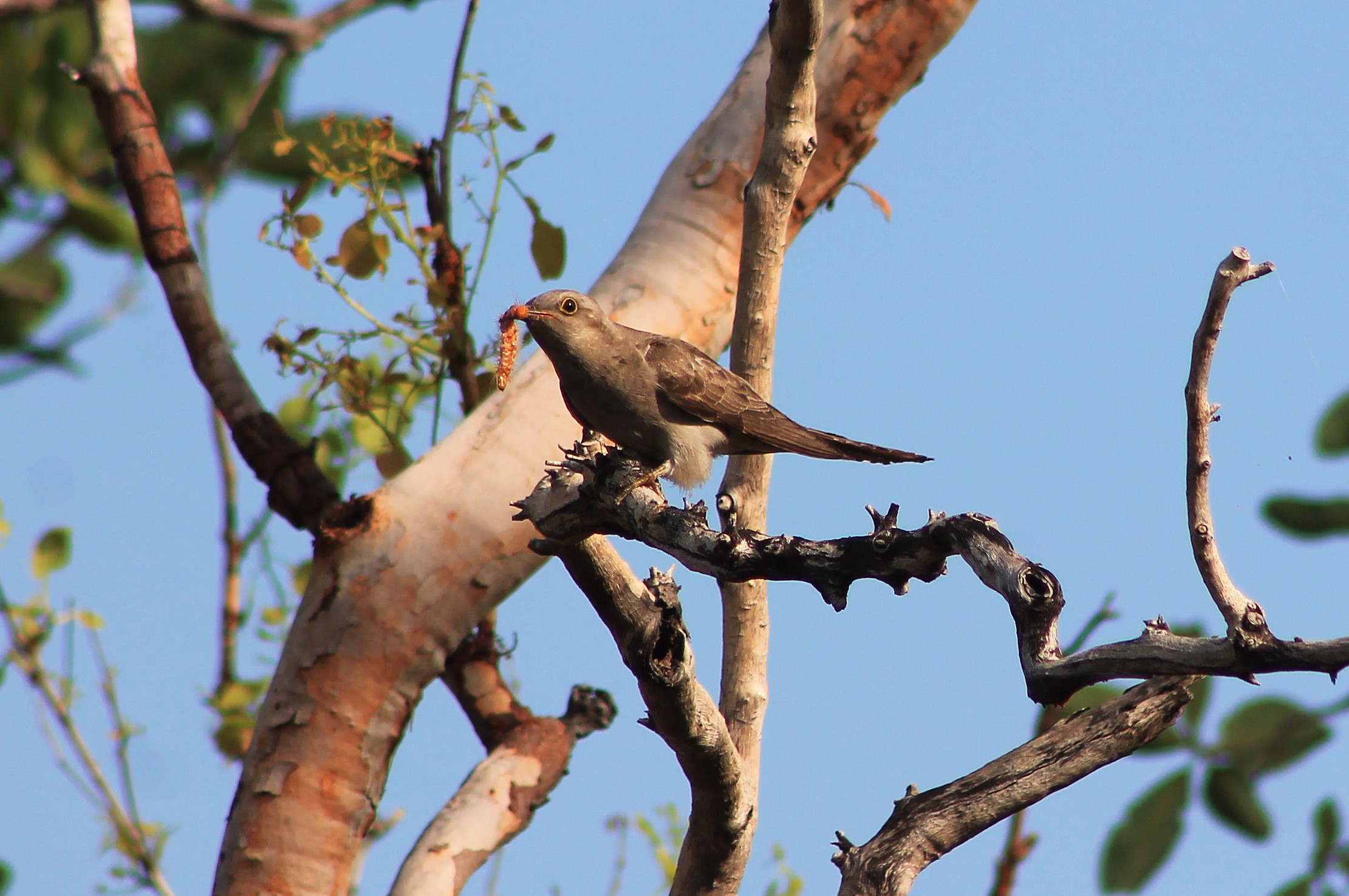 Pallid Cuckoo (Cacomantis pallidus)