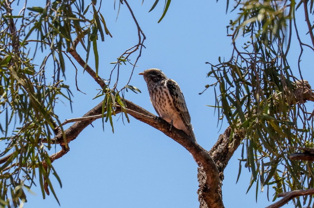 Pallid Cuckoo chick