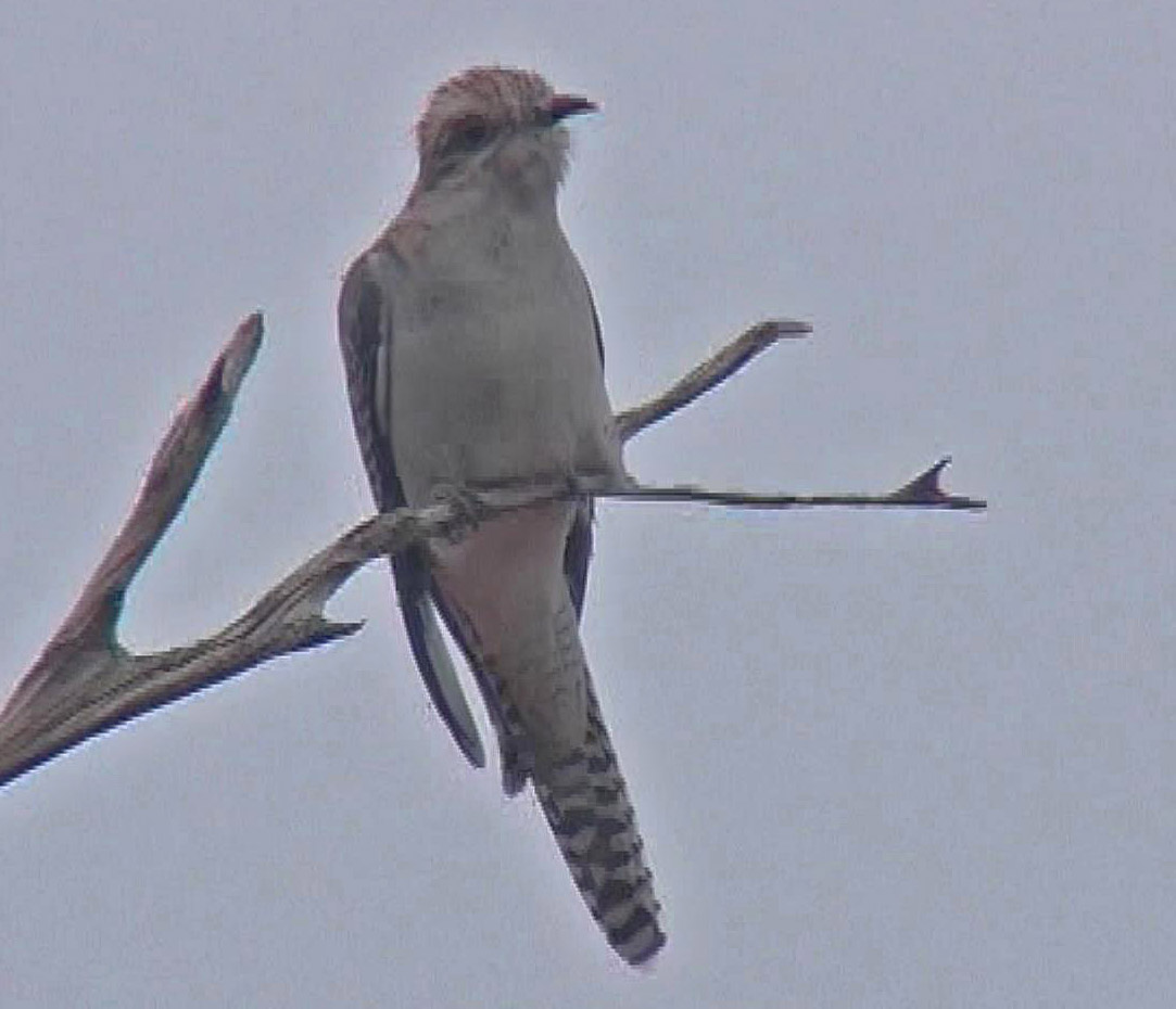 Pallid cuckoo