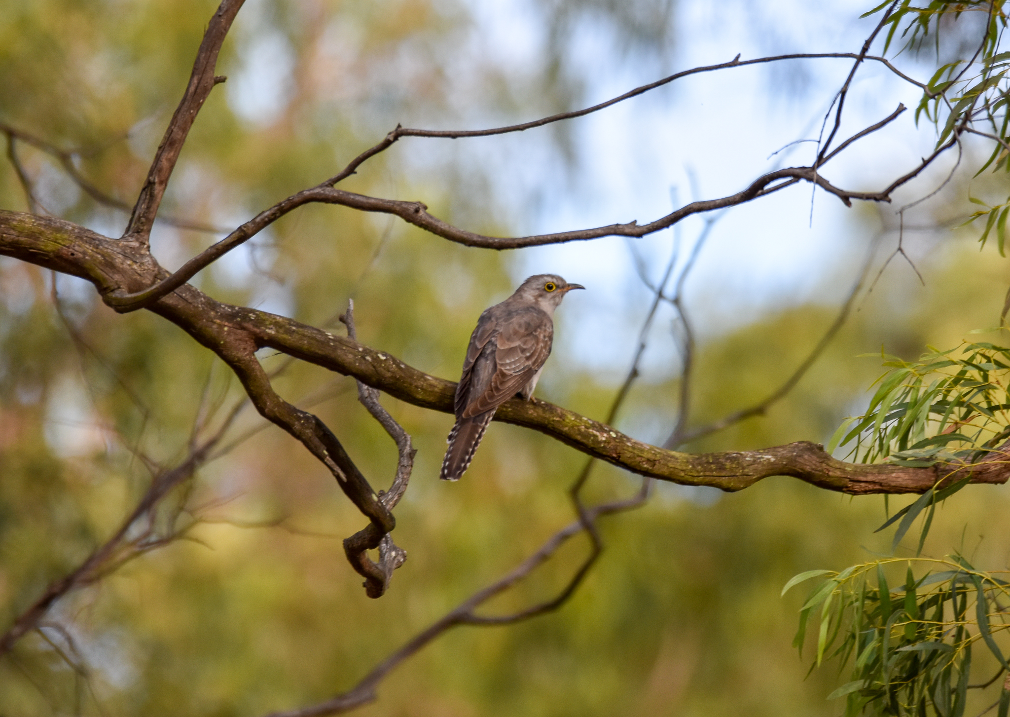Pallid Cuckoo