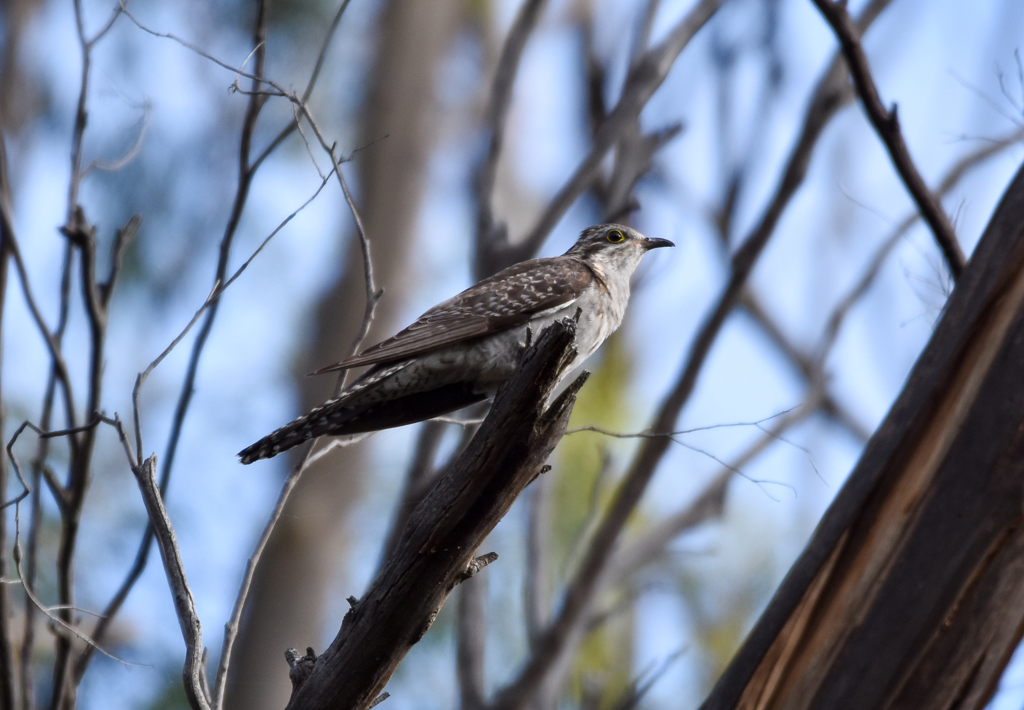 Pallid Cuckoo