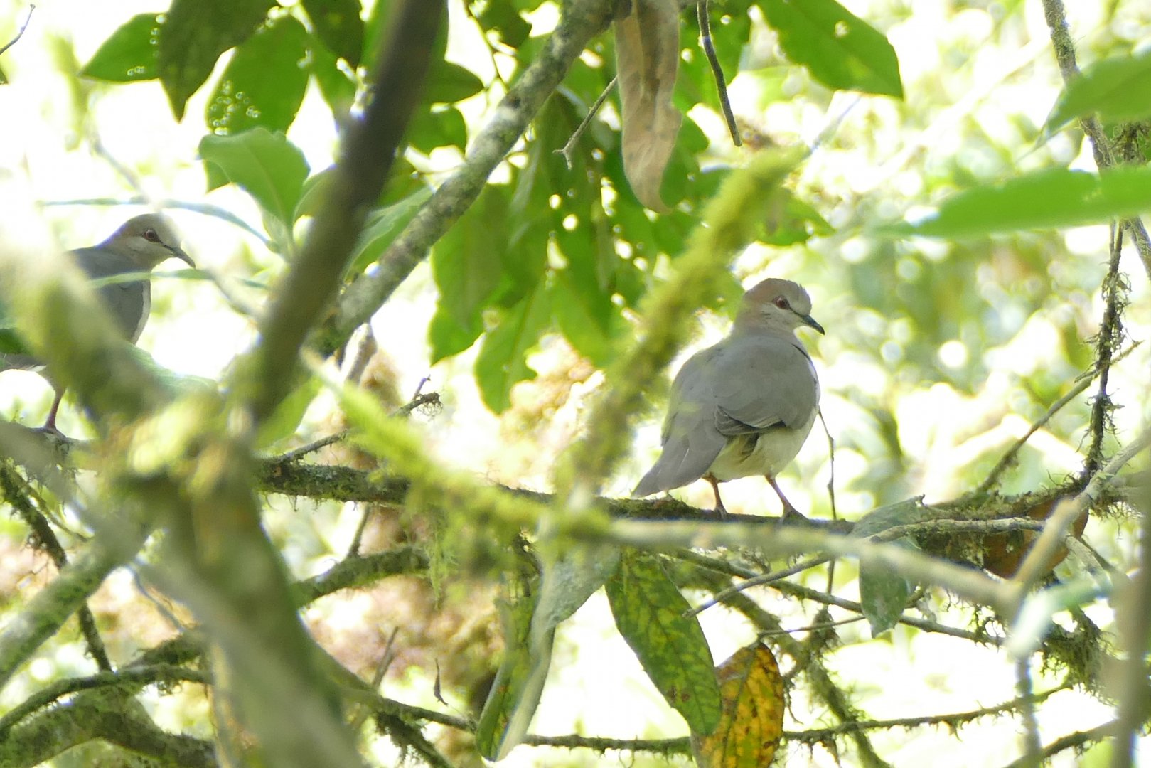 Pallid dove
