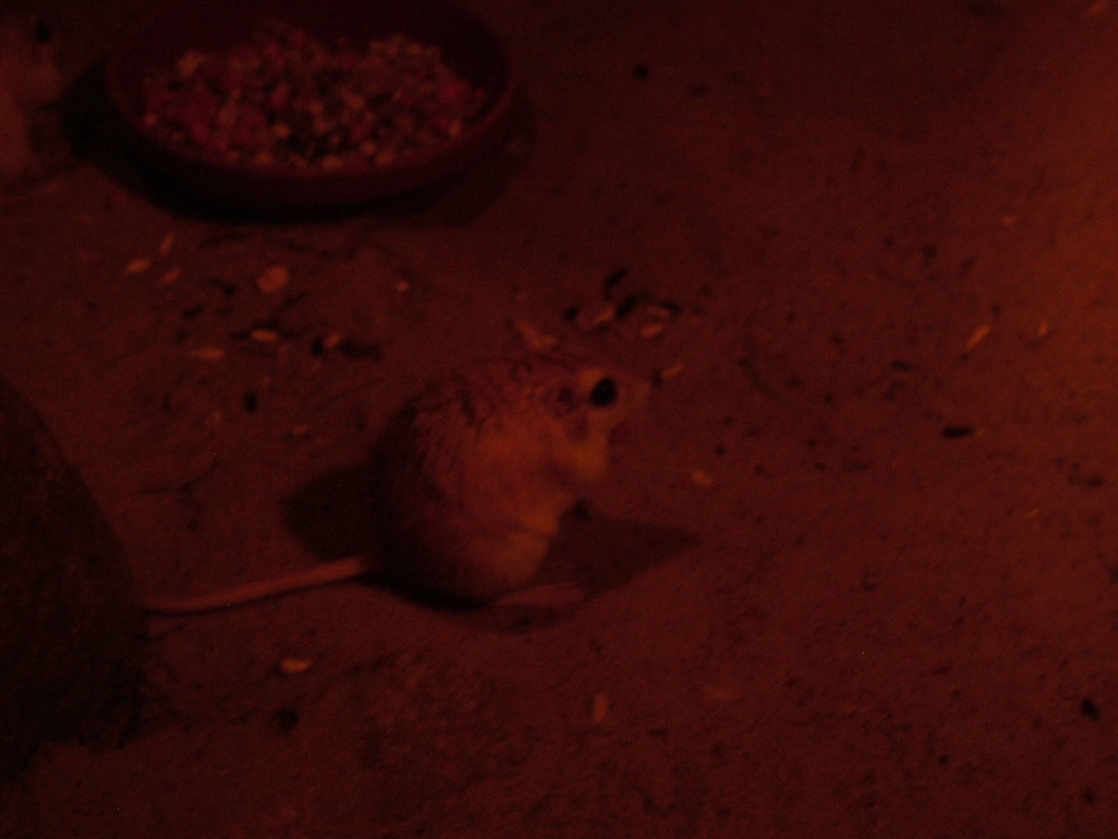 Pallid Gerbil at Berlin Zoo, 31/08/11