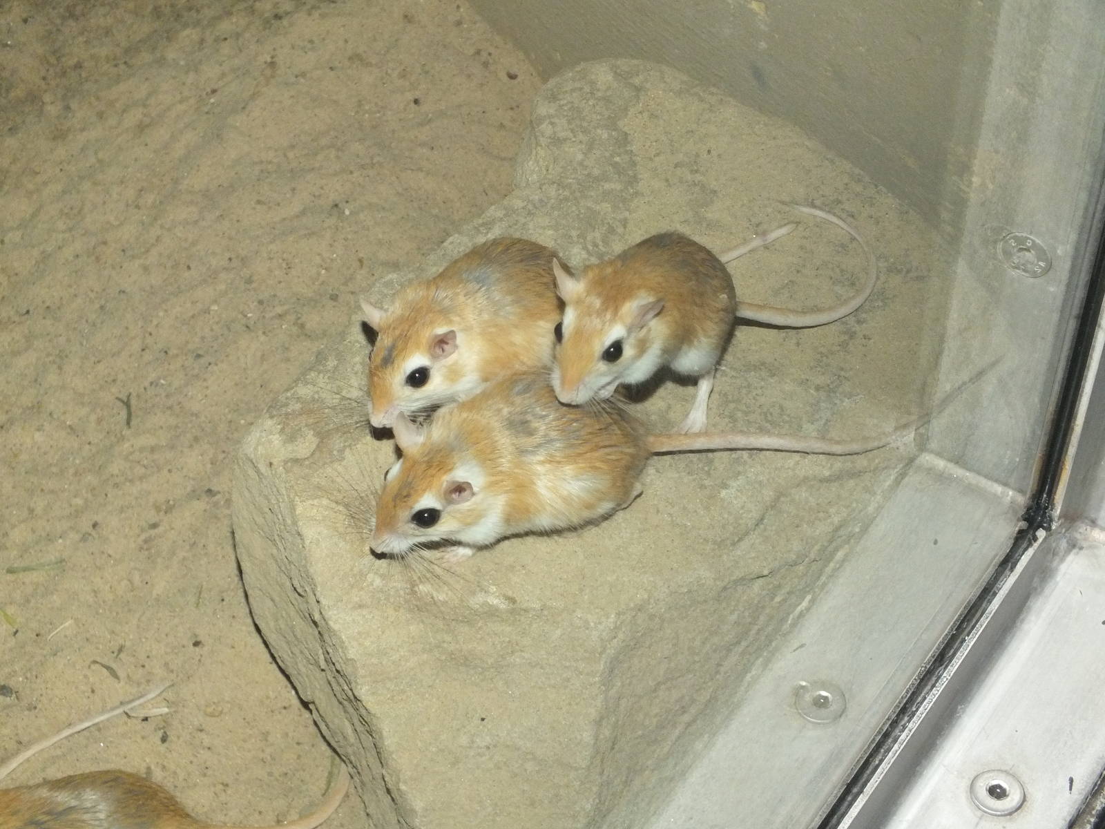 Pallid Gerbil (Gerbillus perpallidus) at Zoo Berlin - April 4th 2014
