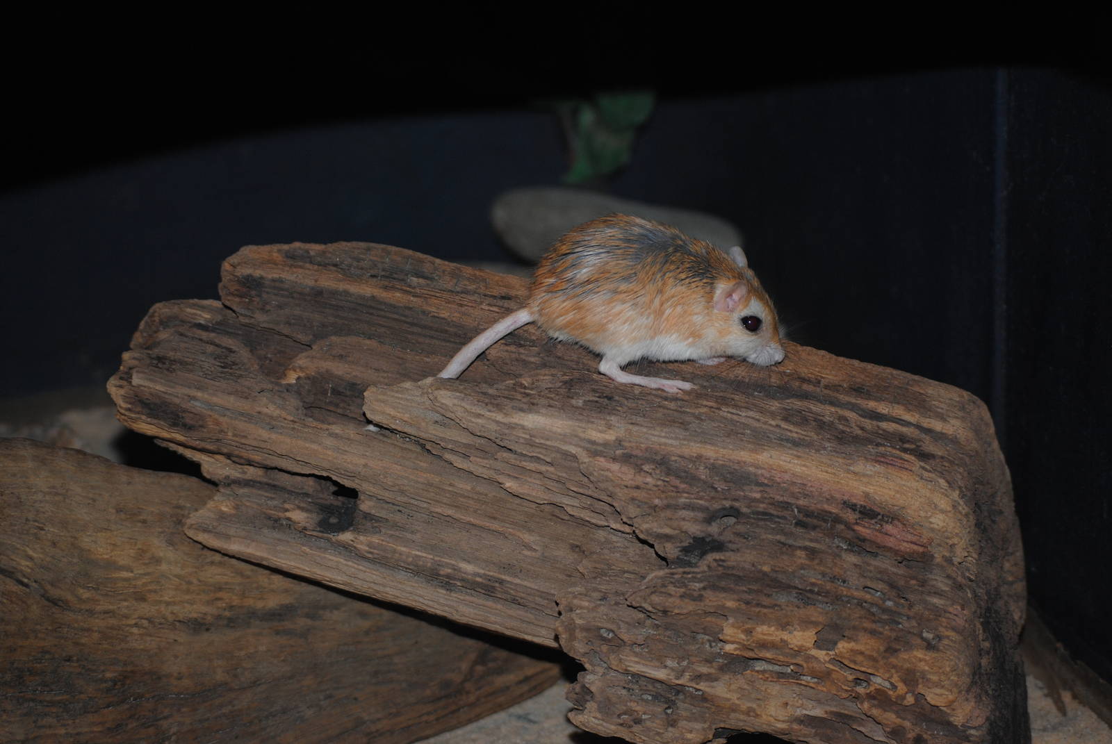 Pallid Gerbil