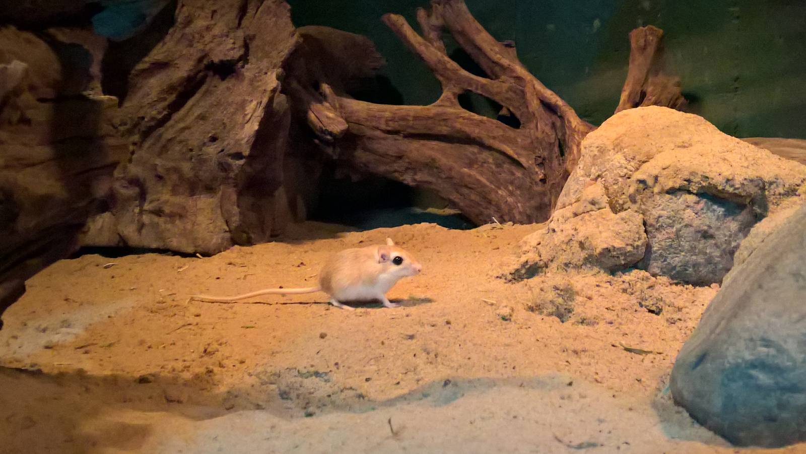 Pallid gerbil