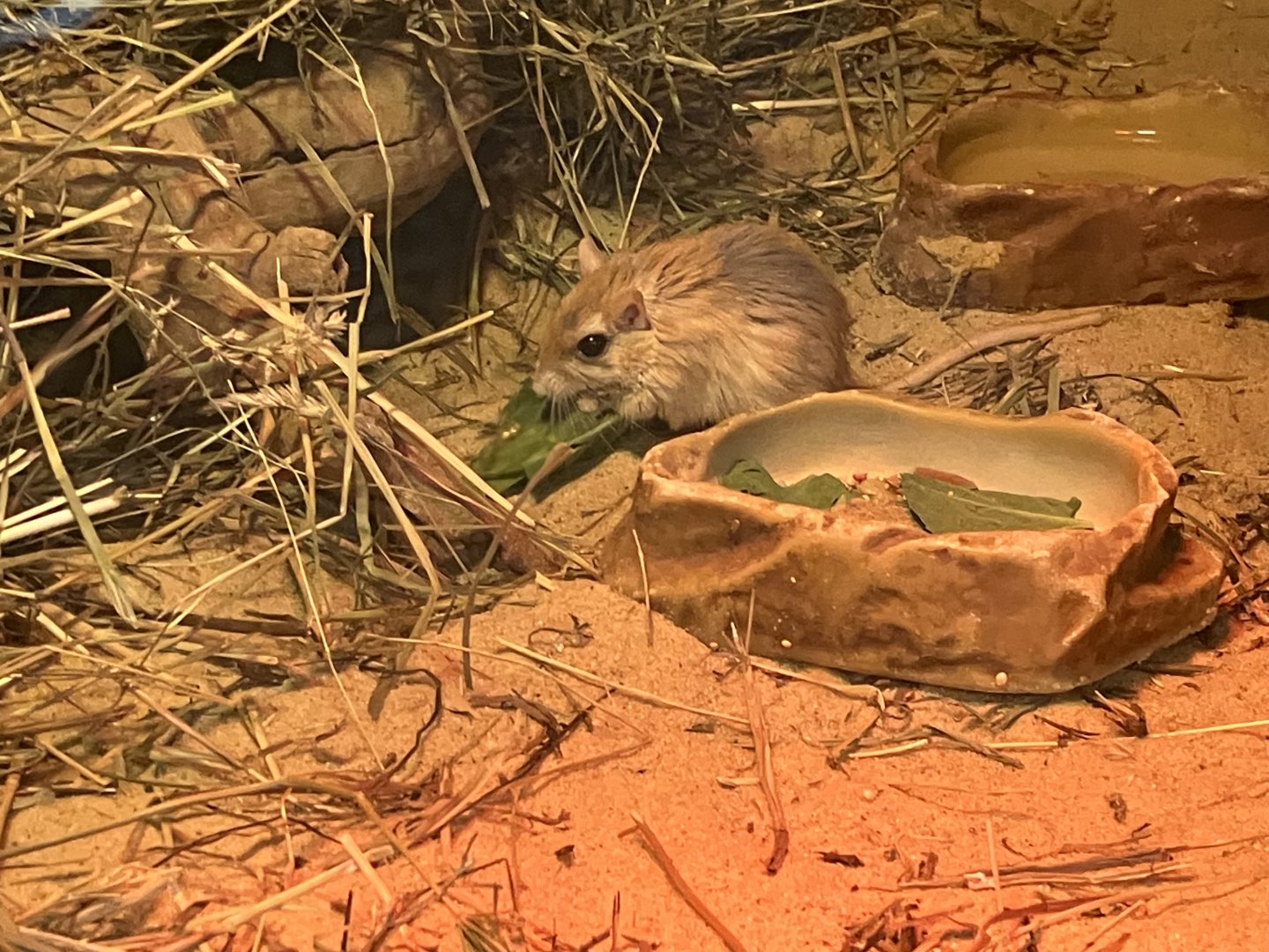 Pallid Gerbil