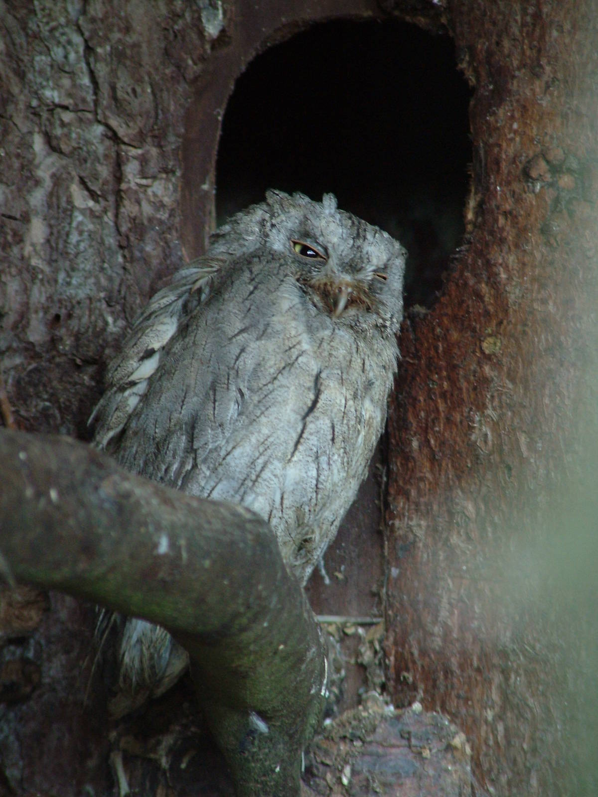 Pallid Scops Owl at Cotswold Falconry 20/09/09
