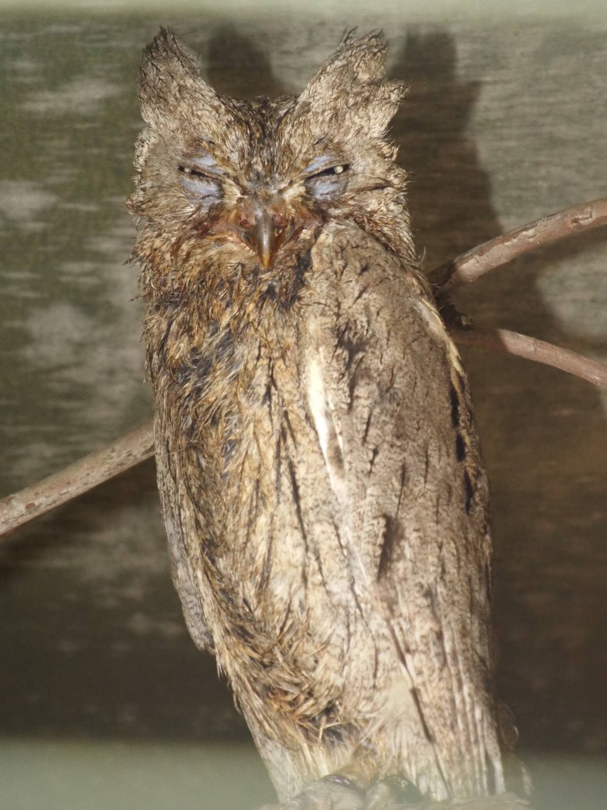 Pallid Scops-owl (Otus brucei) at Scottish Owl Centre - May 6th 2015