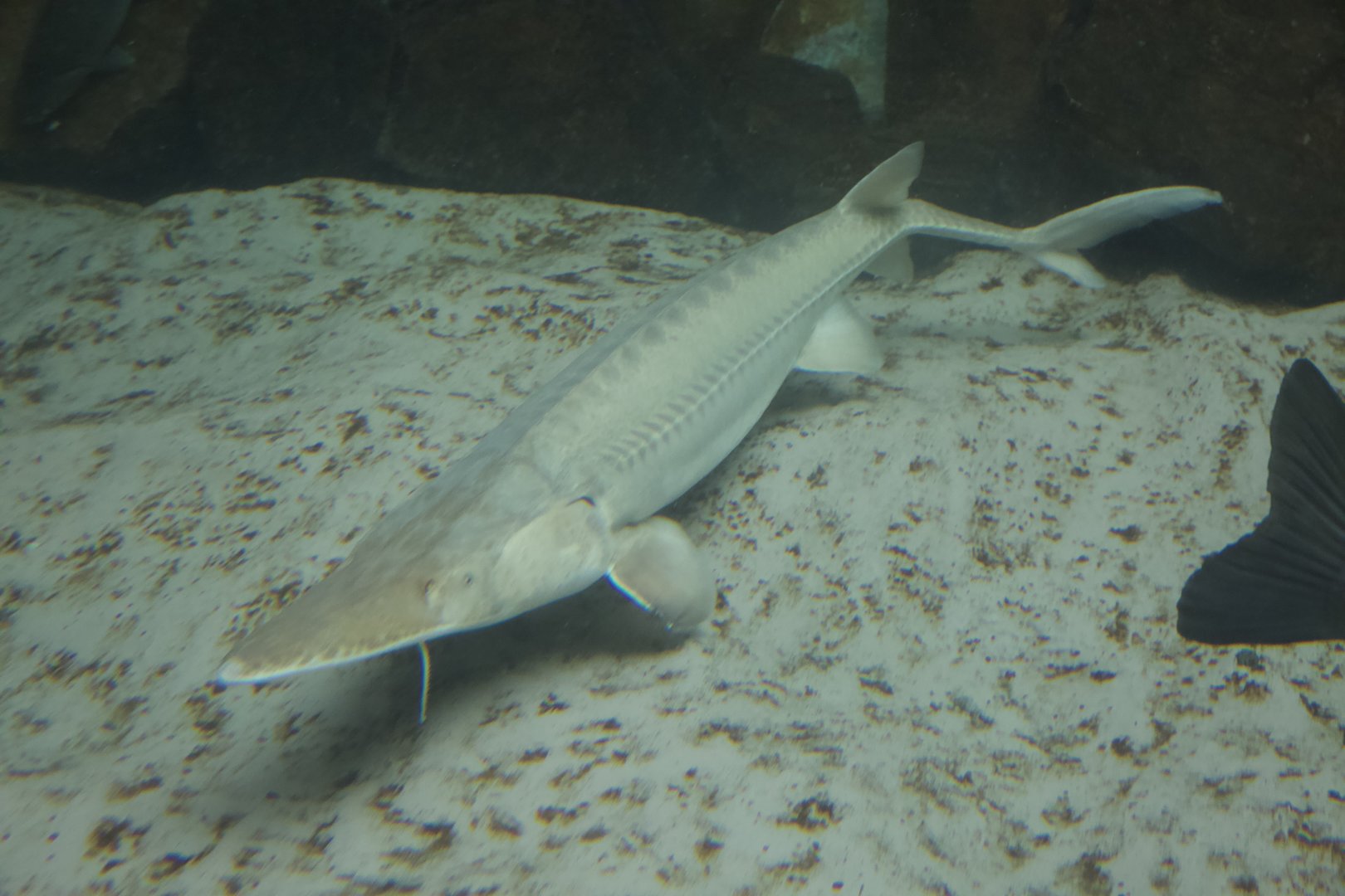 Pallid Sturgeon/ Scaphirhynchus albus