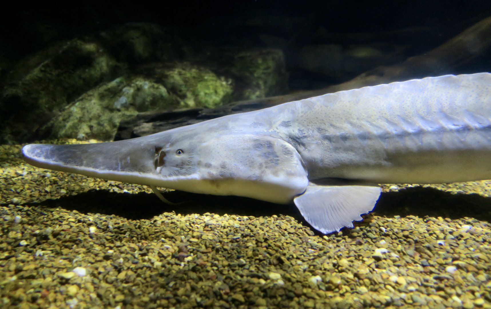 Pallid Sturgeon (Scaphirhynchus albus)
