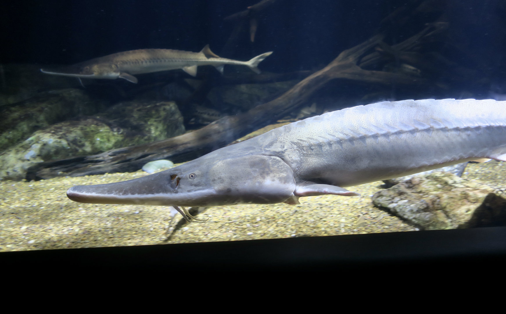 Pallid Sturgeon (Scaphirhynchus albus)