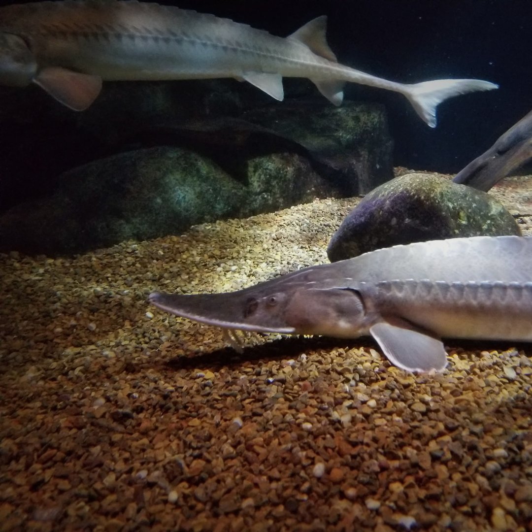 Pallid Sturgeon (Scaphirhynchus albus)