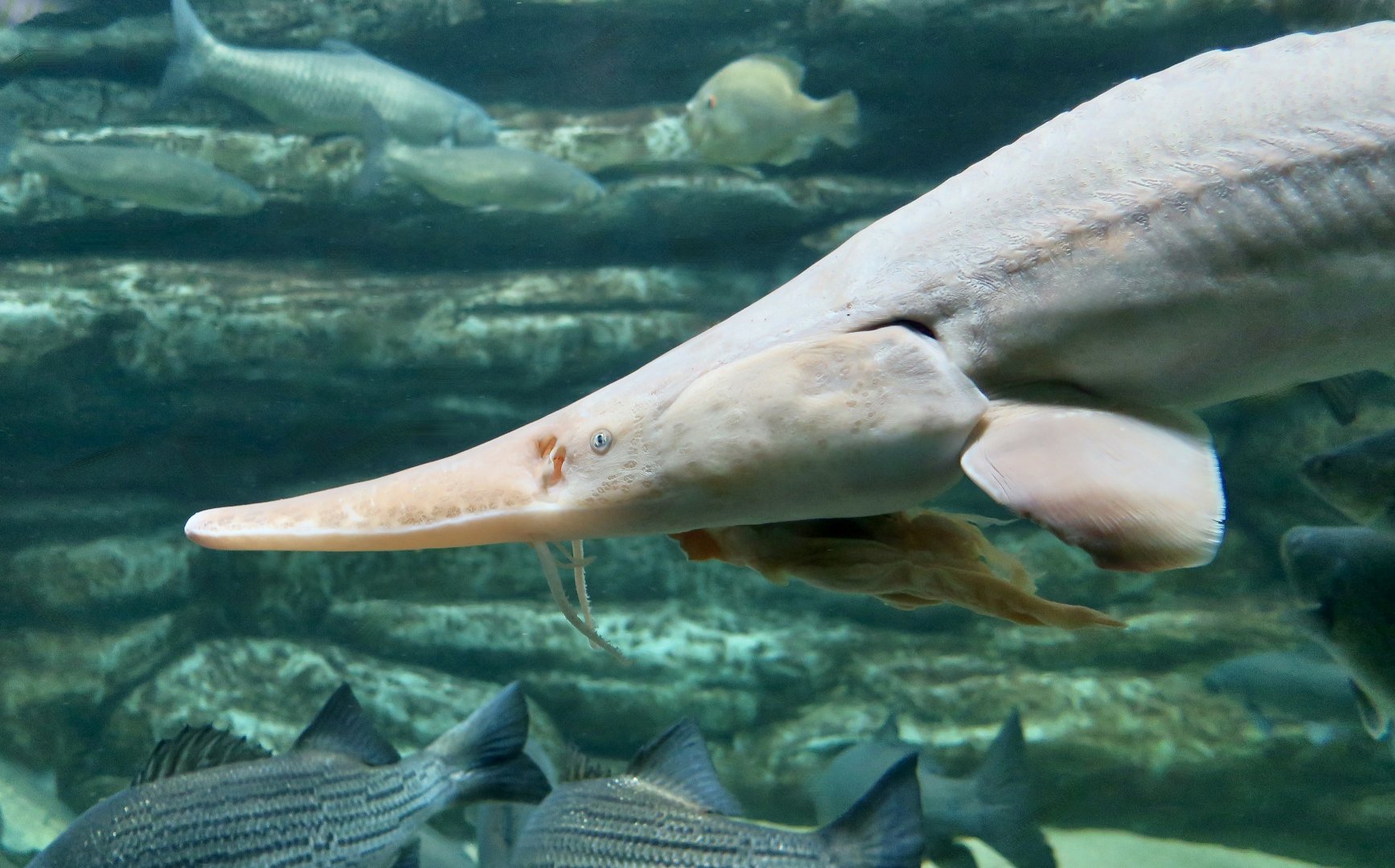 Pallid Sturgeon (Scaphirhynchus albus)