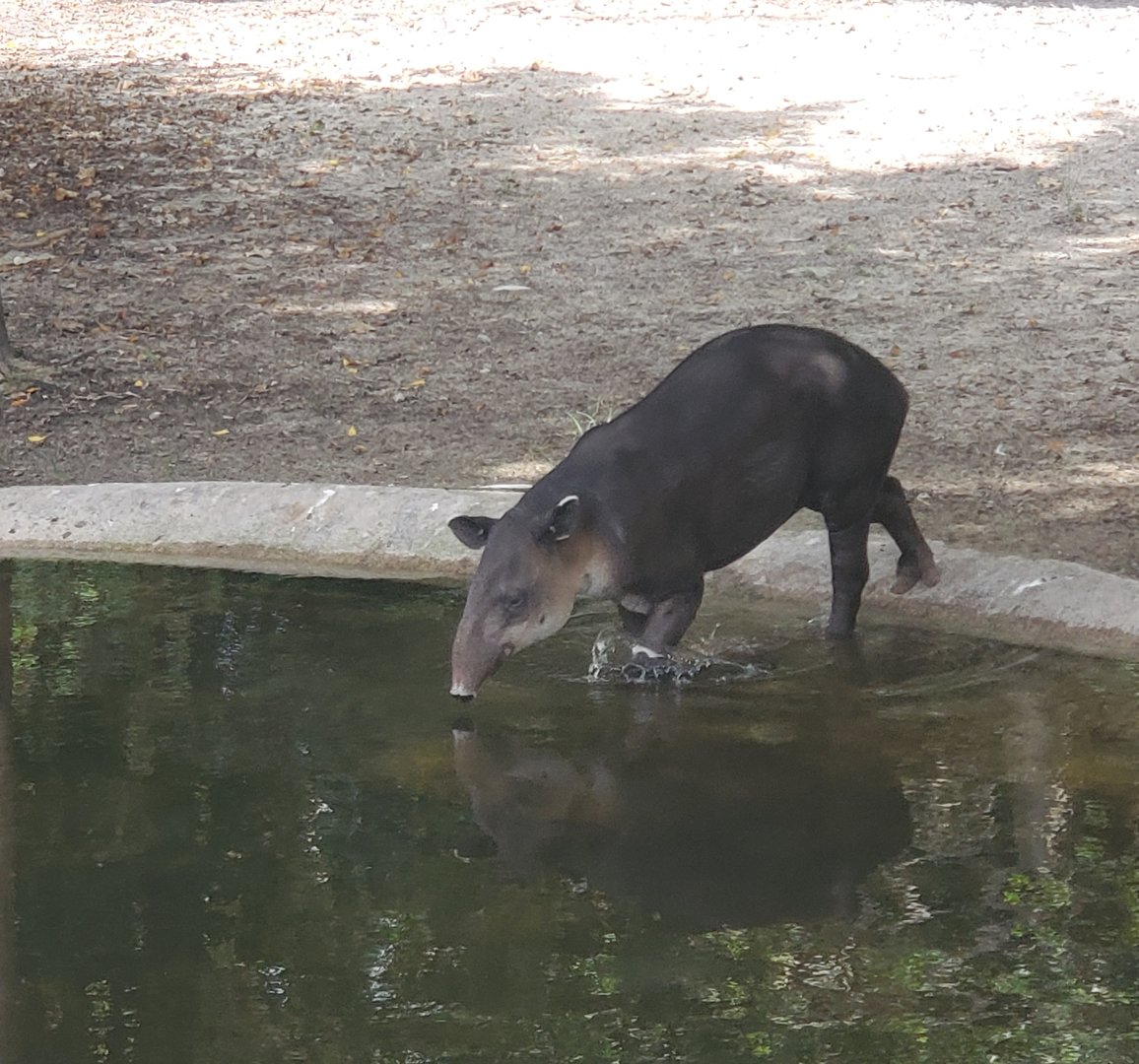 Palm Beach Zoo (2021) - Baird's Tapir (Tropics Of The Americas)