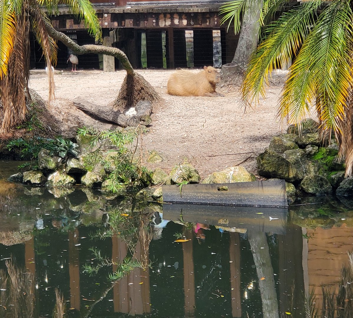 Palm Beach Zoo (2021) - Capybara