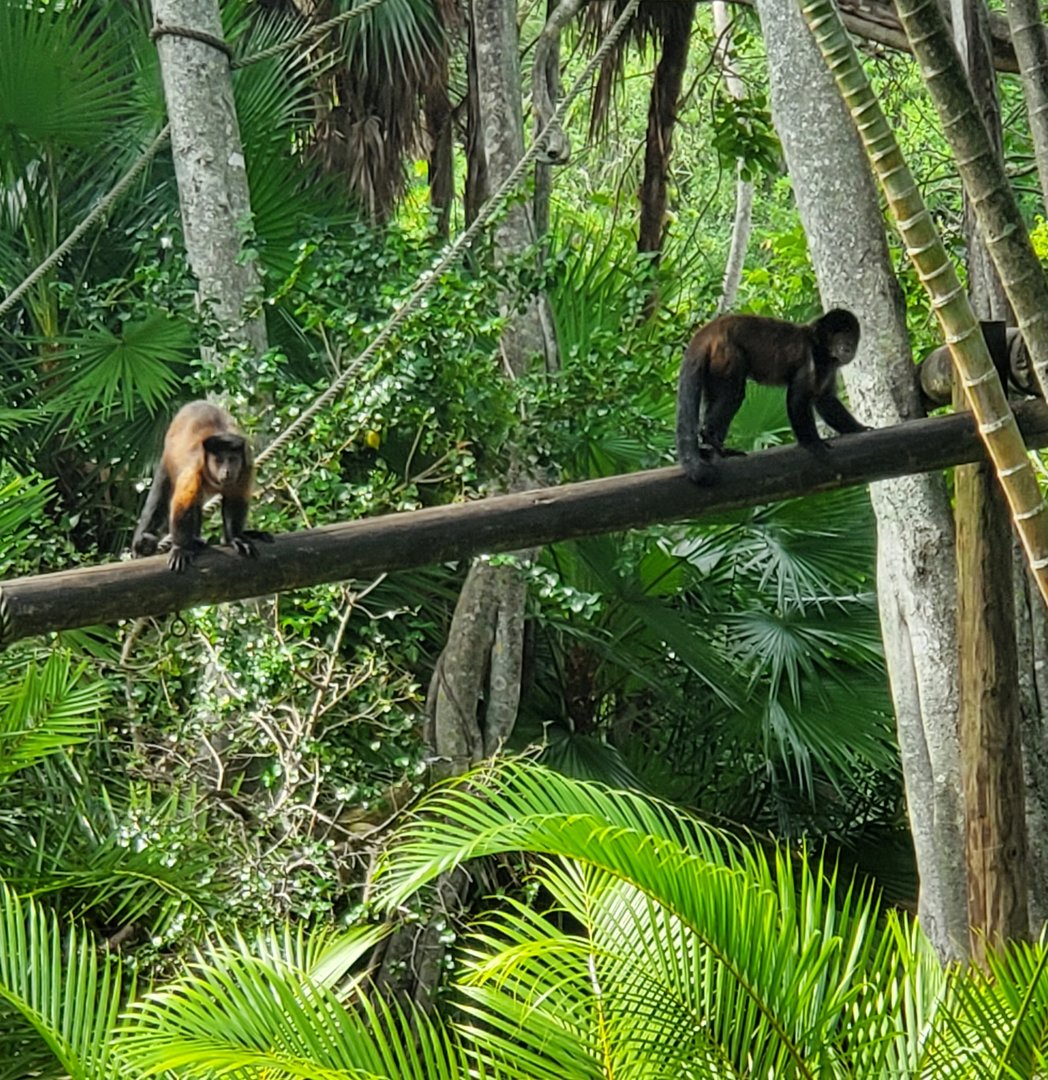 Palm Beach Zoo (2021) - Crested Capuchins (Tropics Of The Americas)