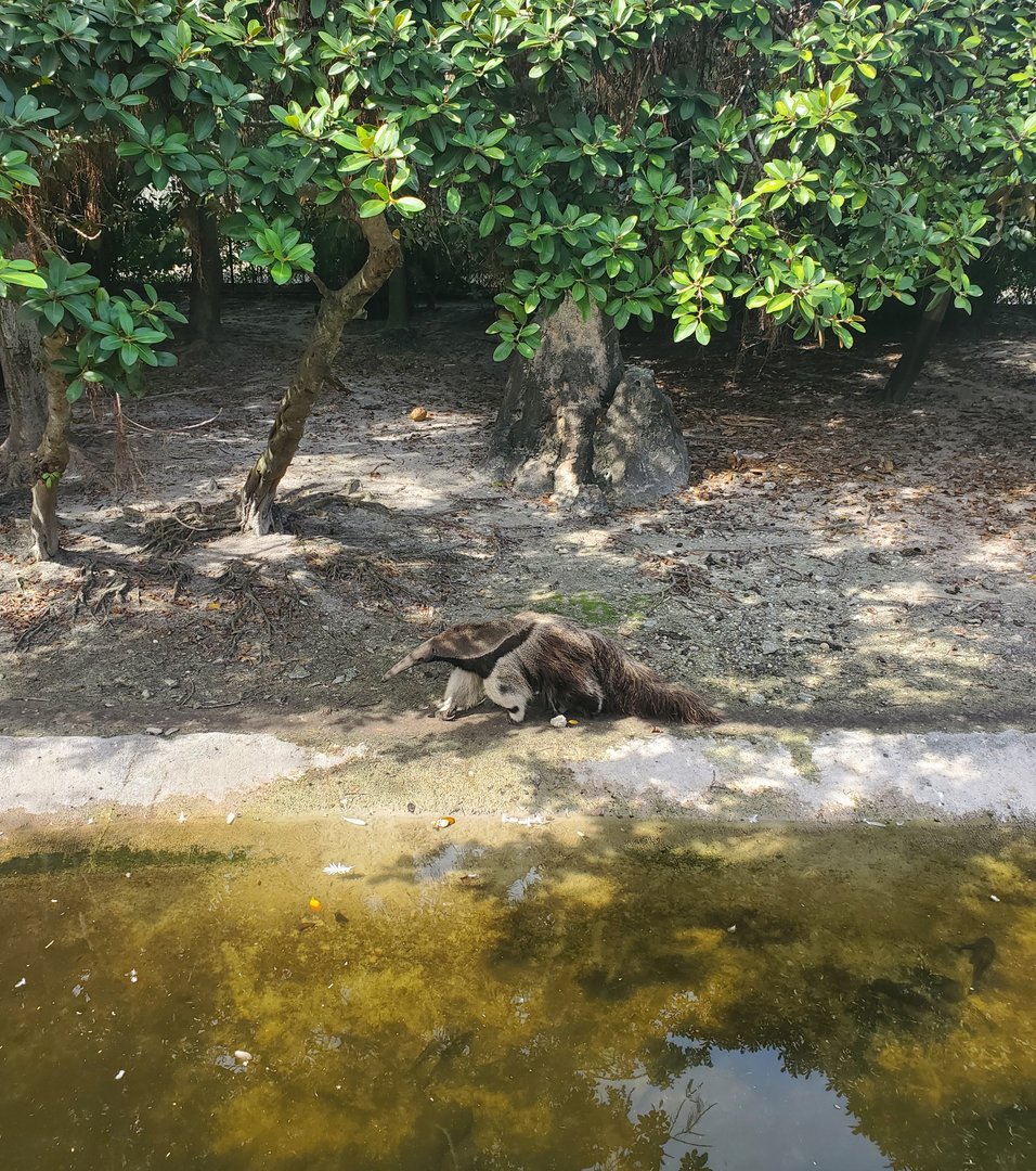 Palm Beach Zoo (2021) - Giant Anteater (Tropics Of The Americas)