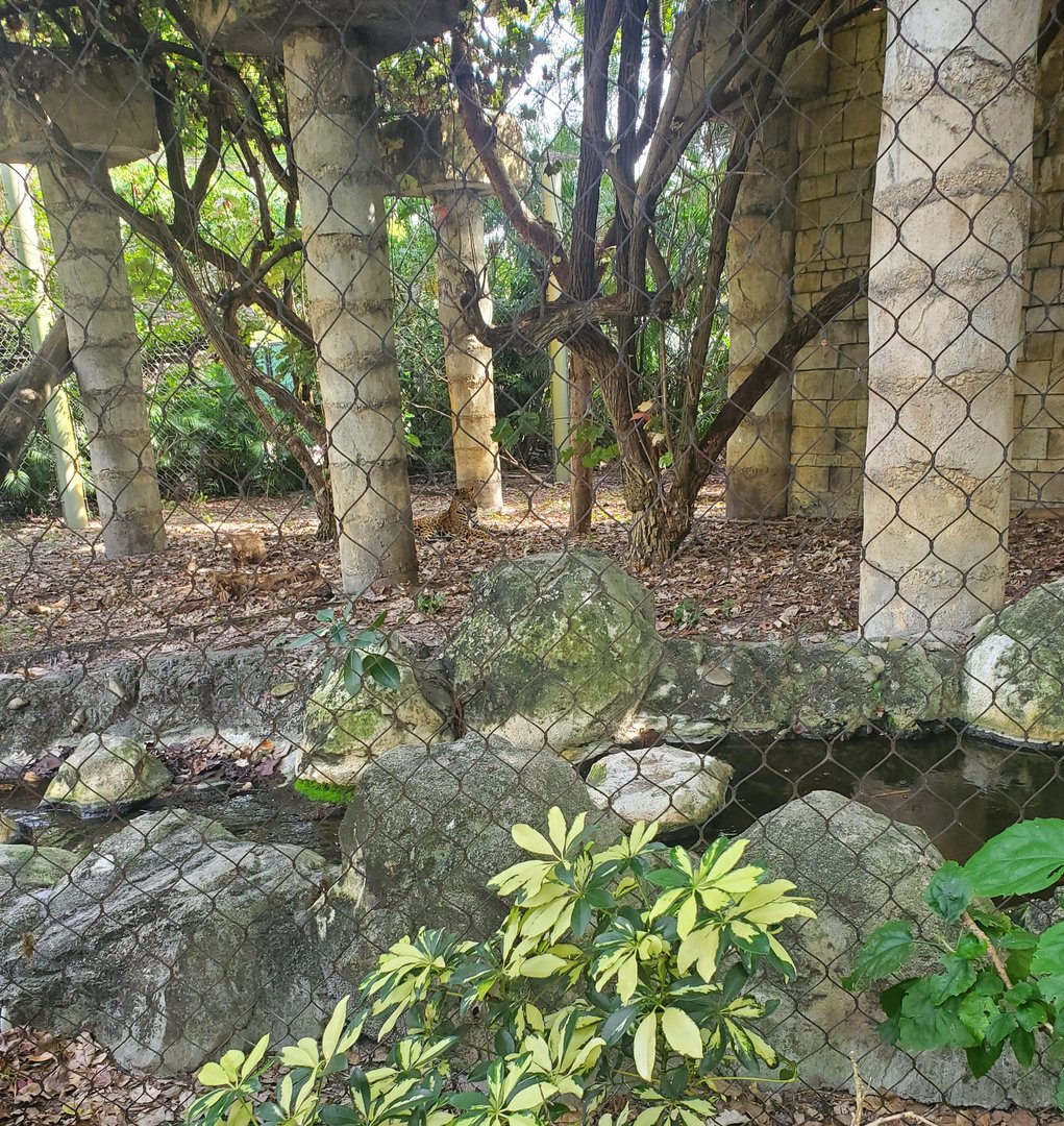 Palm Beach Zoo (2021) - Jaguar temple (Tropics Of The Americas)