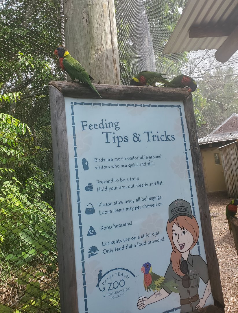 Palm Beach Zoo (2021) - Lorikeets hanging out