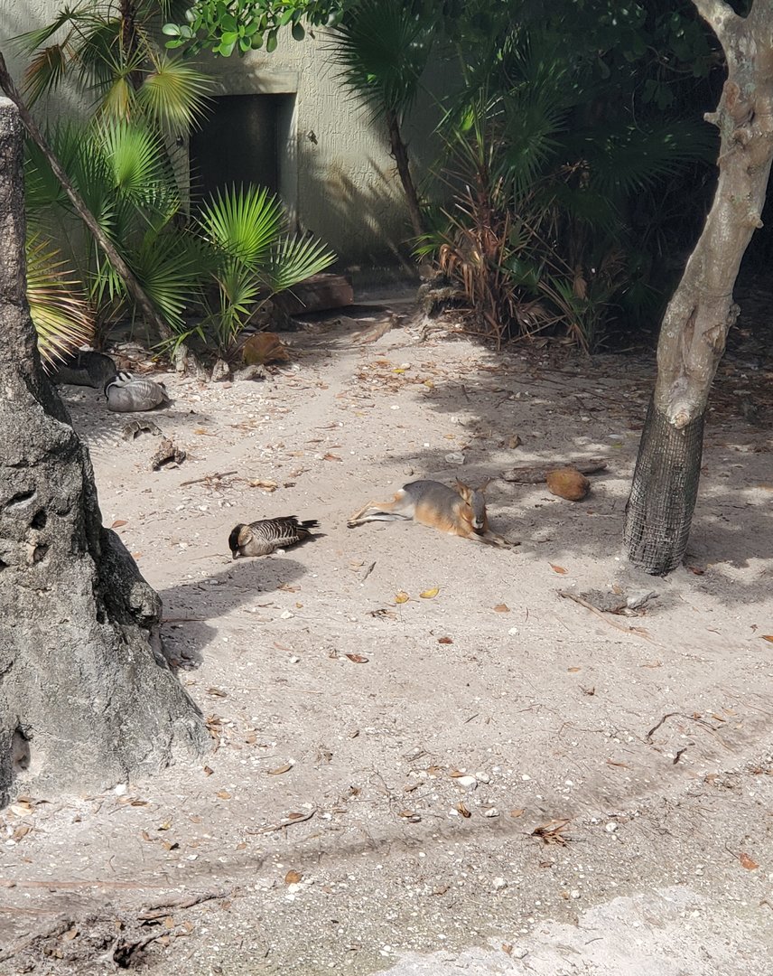 Palm Beach Zoo (2021) - Mara (Tropics Of The Americas)