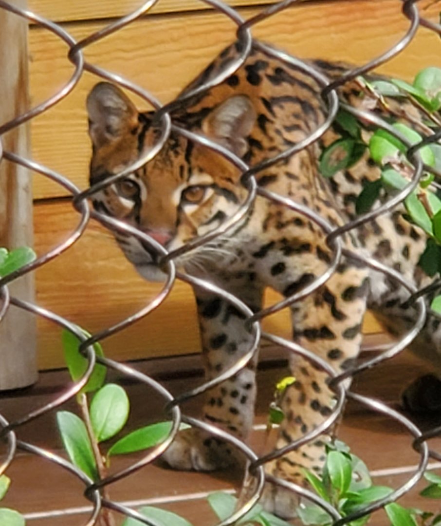 Palm Beach Zoo (2021) - Ocelot (Tropics Of The Americas)