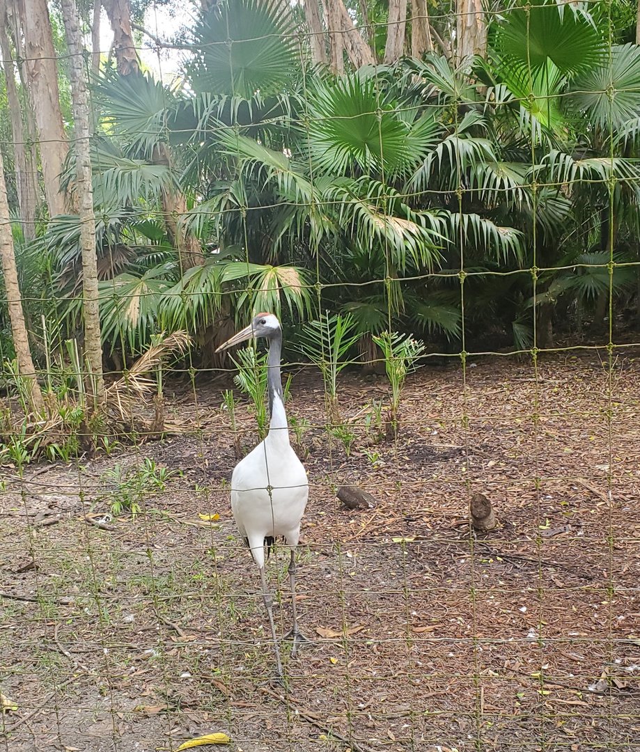 Palm Beach Zoo (2021) - Oriental Crane