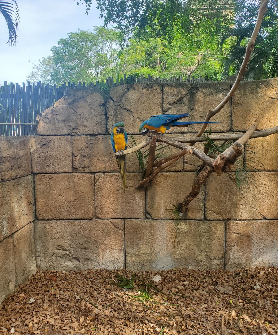 Palm Beach Zoo (2021) - Parrots (Tropics Of The Americas)