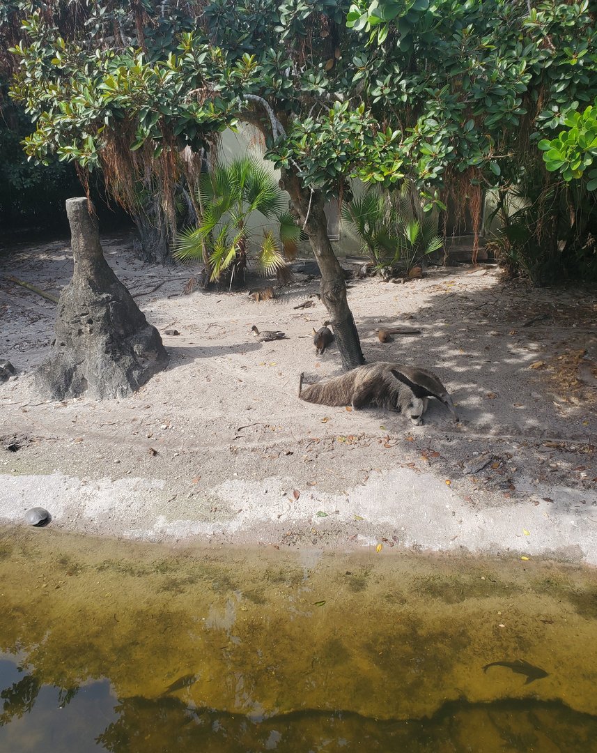 Palm Beach Zoo (2021) - River Edge (Tropics Of The Americas)