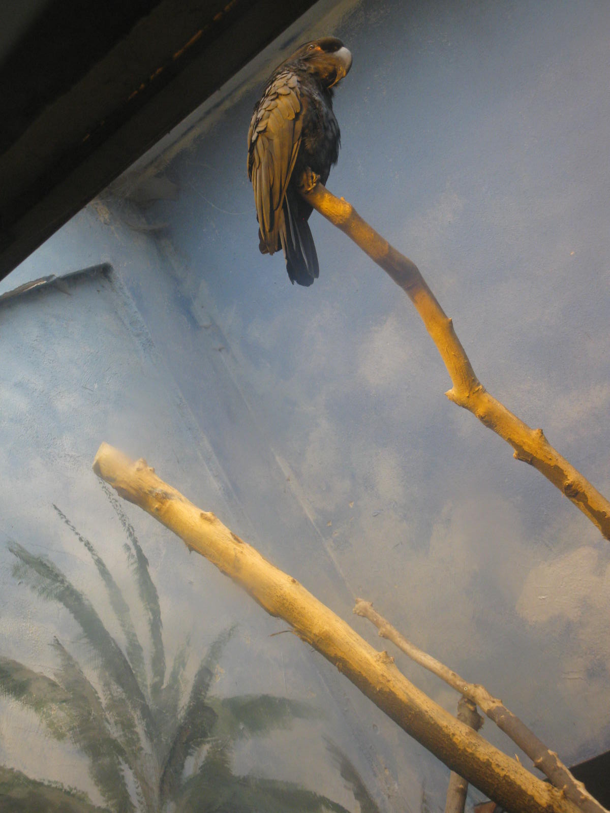 Palm Cackatoo (Probosciger atterimus)