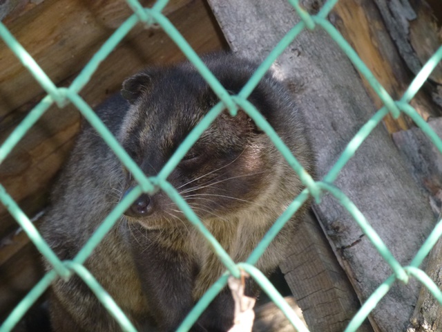 Palm civet 15.9.13