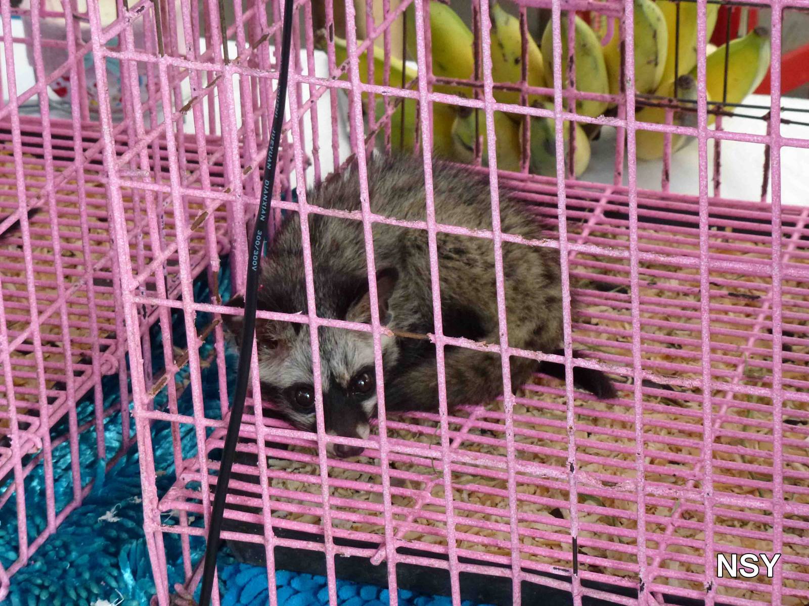Palm civet - Chatuchak market, June 2013.
