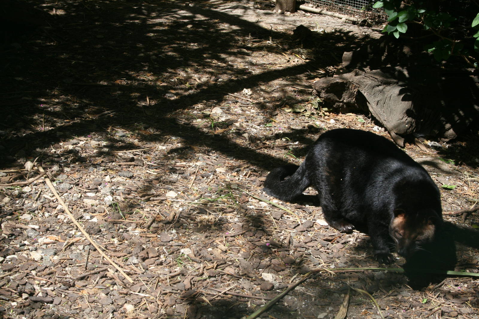 Palm civet in new accomodation