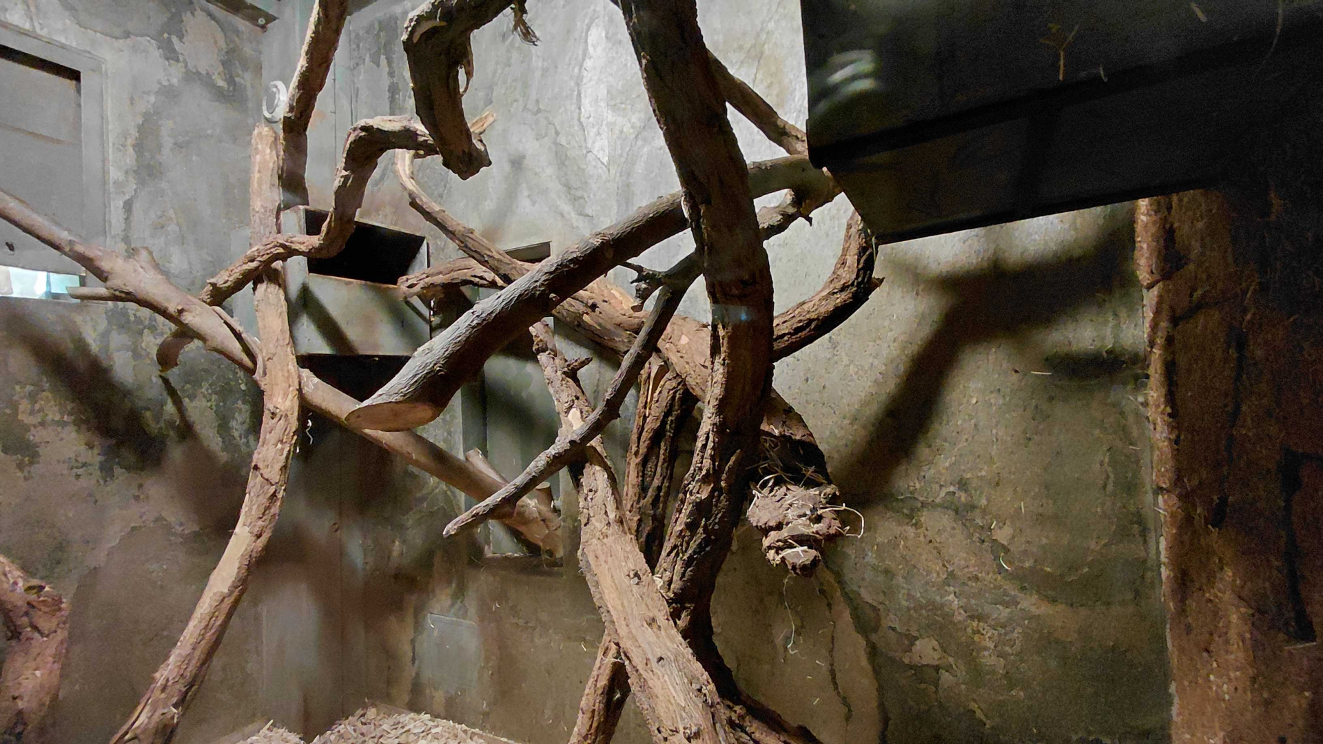 Palm civet indoor exhibit