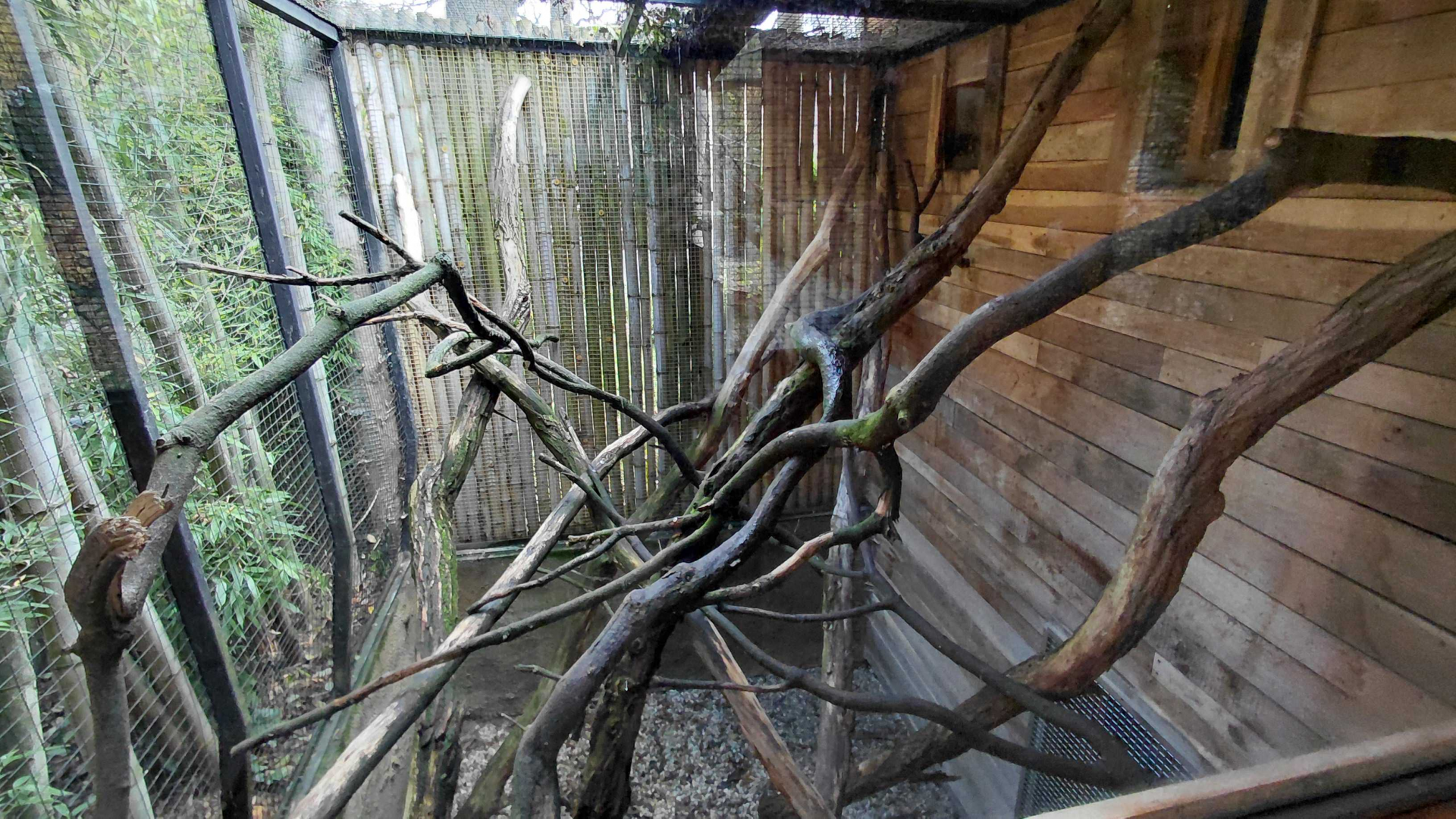 Palm civet outdoor exhibit