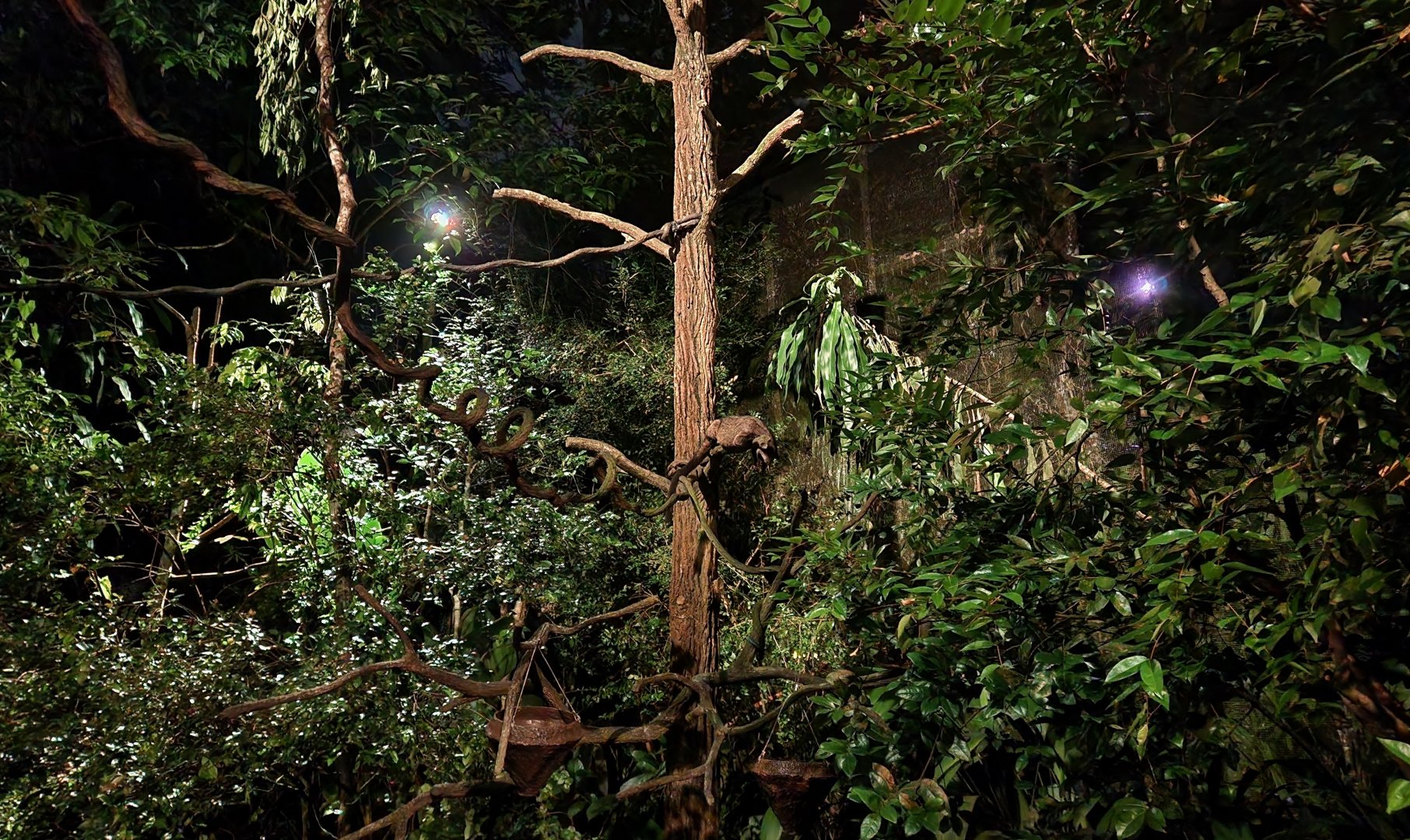 Palm Civet Walk-through Exhibit