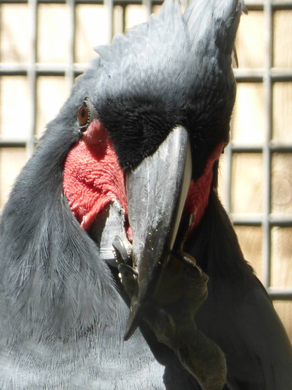 Palm cockatoo 10/09/16