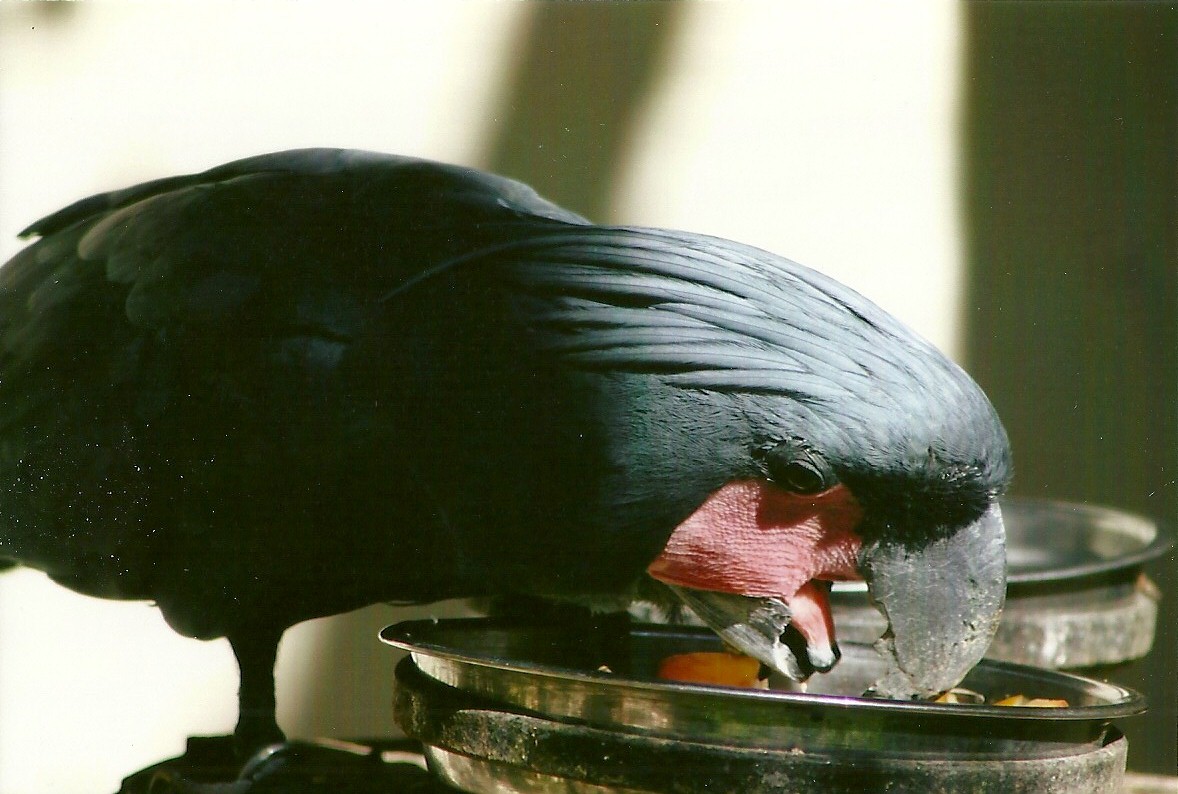 Palm Cockatoo 13th September 2012