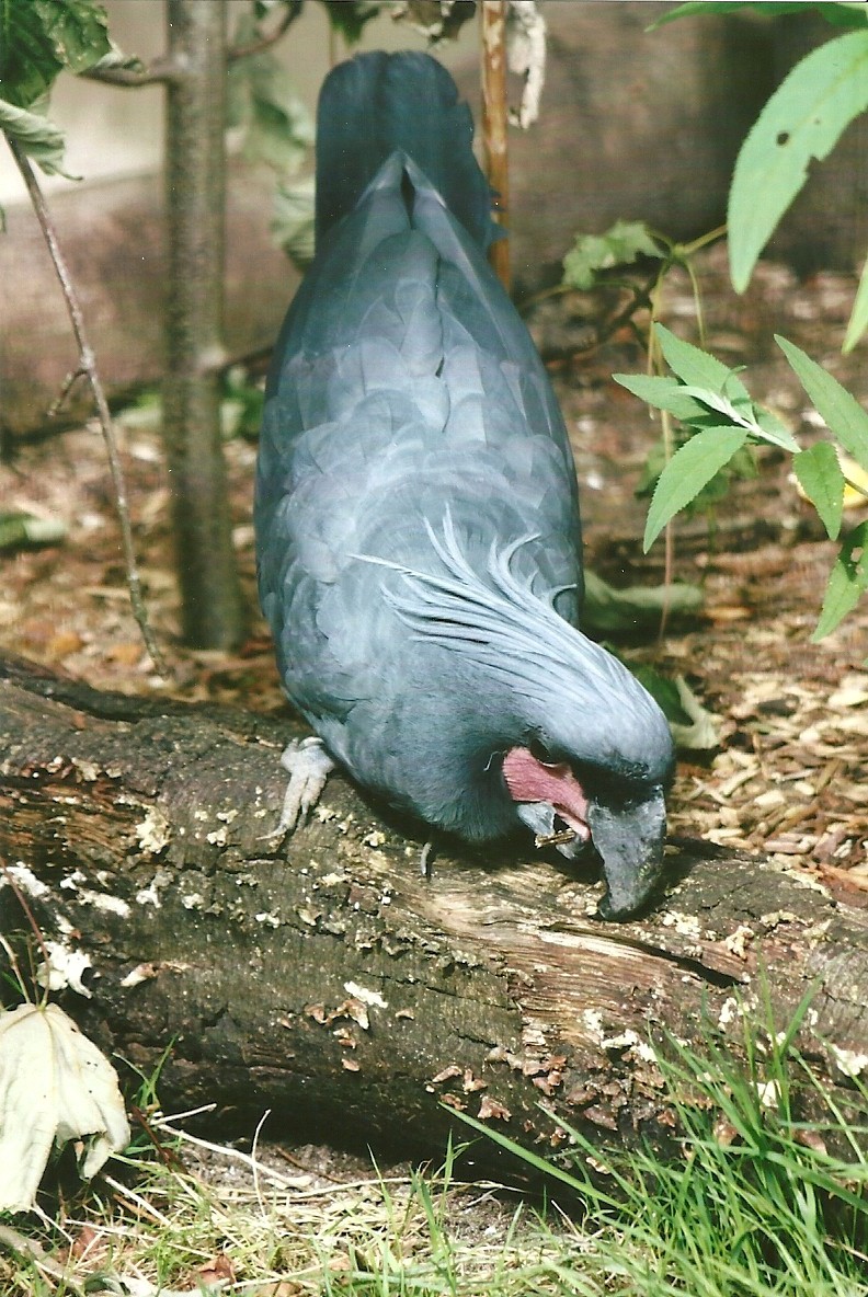 Palm Cockatoo 13th September 2012