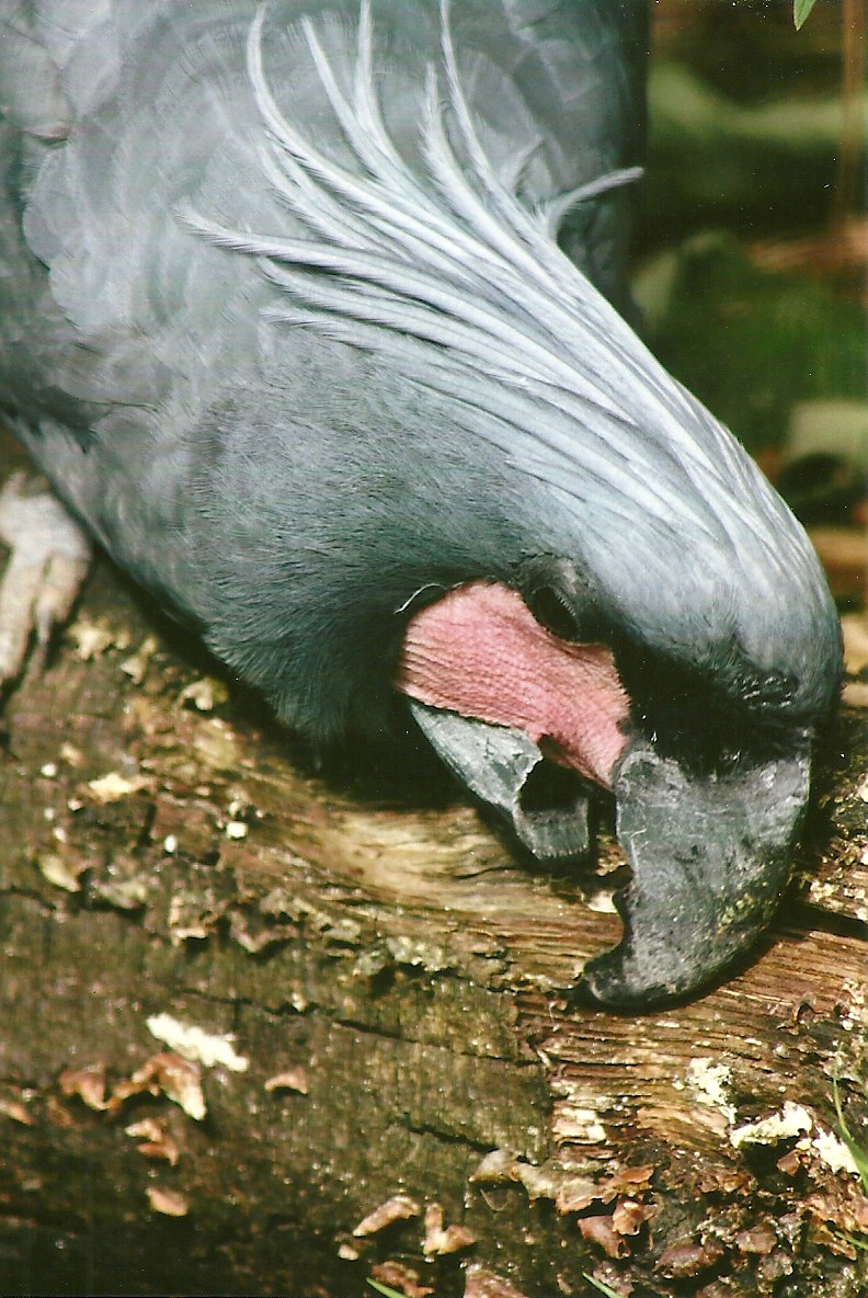 Palm Cockatoo 13th September 2012