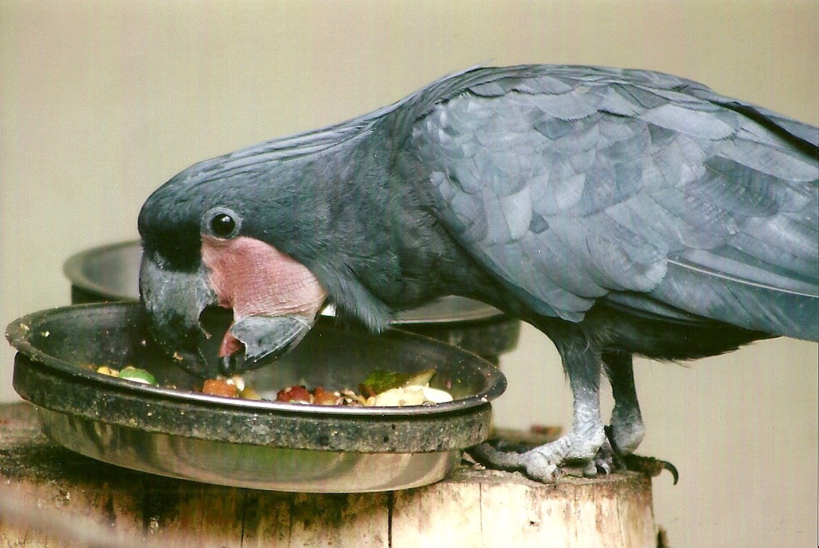 Palm Cockatoo 13th September 2012