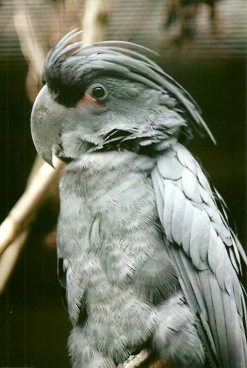 Palm Cockatoo 13th September 2012