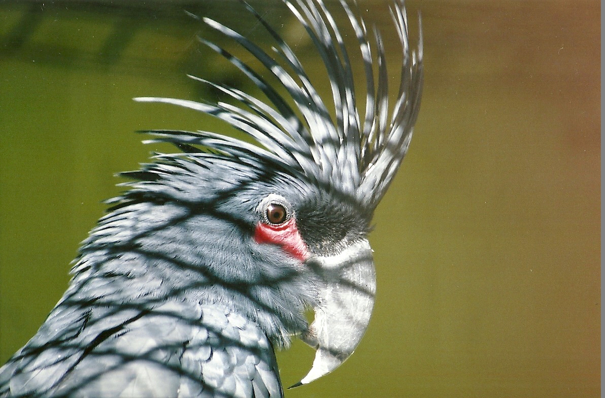 Palm Cockatoo, 26th October 2004