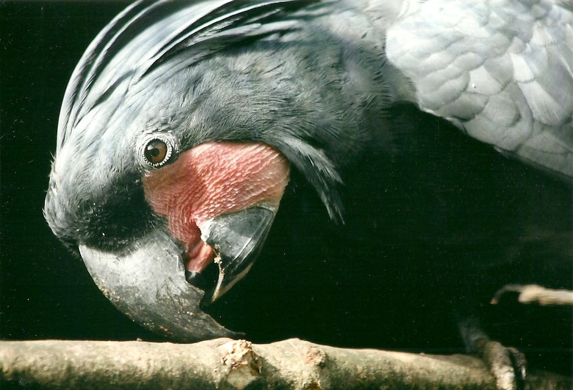 Palm Cockatoo, 26th September 2013
